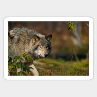 Timber Wolf Sticker